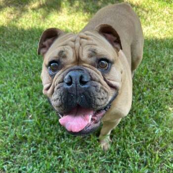Baxter -  English Bulldog and American Bulldog Dog for Adoption in Austin, Texas - Baxter | PetCurious