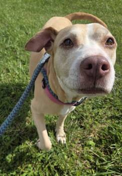 Jasmine -  Labrador Retriever Dog for Adoption in Youngstown, Ohio - Jasmine | PetCurious