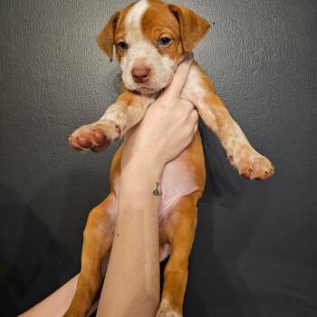 Rug -  Mixed Breed Dog for Adoption in Mocksville, North Carolina - Rug | PetCurious