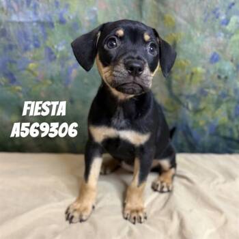 FIESTA -  Rottweiler and Mixed Breed Dog for Adoption - FIESTA | PetCurious