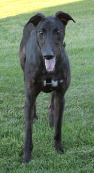 Mike -  Greyhound Dog for Adoption in Goshen, Indiana - Mike | PetCurious