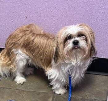 Gizmo -  Shih Tzu and Mixed Breed Dog for Adoption in El Paso, Texas - Gizmo | PetCurious
