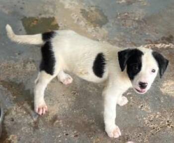 Elliot -  Mixed Breed Dog for Adoption in West Chester, Pennsylvania - Elliot | PetCurious