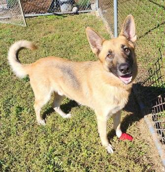 Frank -  German Shepherd Dog Dog for Adoption in Keokuk, Iowa - Frank | PetCurious