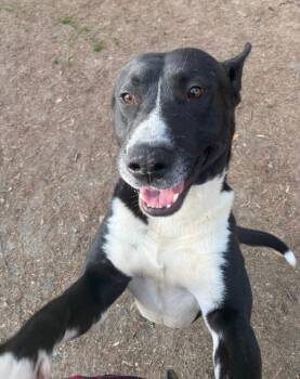 Shepherd Dogs Available for Adoption - Scarface | PetCurious