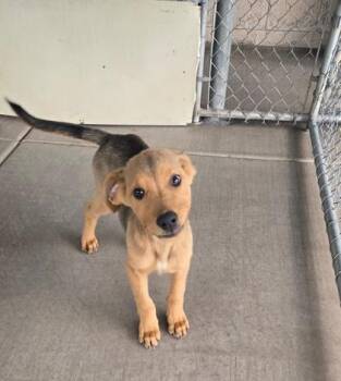 Rescue Mixed Breed Dogs for Adoption in Pinetop-lakeside, Arizona - Noodle | PetCurious