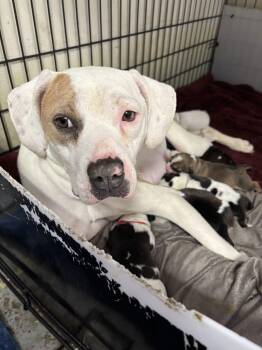 American Staffordshire Terrier Dogs Available for Adoption - Lilly AKA Mama Queen | PetCurious