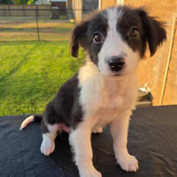 Pecan -  Australian Shepherd and Mixed Breed Dog for Adoption in Brownsboro, Alabama - Pecan | PetCurious