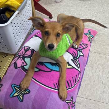 Monday -  Chihuahua and Mixed Breed Dog for Adoption in Franklin, North Carolina - Monday | PetCurious