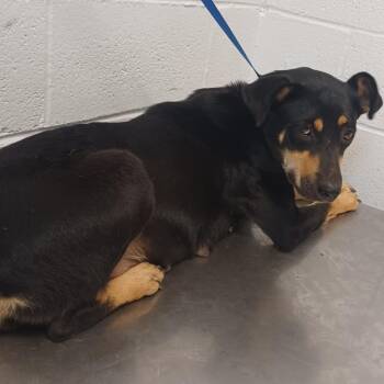 Courtney -  Shepherd and Australian Kelpie Dog for Adoption in Hattiesburg, Mississippi - Courtney | PetCurious