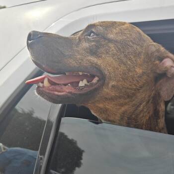 Mixed Breed Dogs Available for Adoption in Philadelphia, Pennsylvania - Boyo | PetCurious