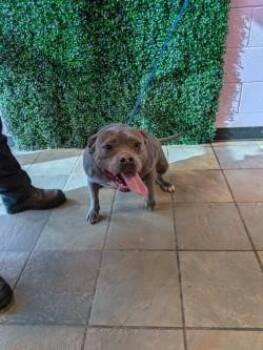 PINKY -  Pit Bull Terrier and Mixed Breed Dog for Adoption in El Paso, Texas - PINKY | PetCurious