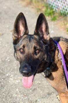Shaquille Oatmeal -  Mixed Breed Dog for Adoption in Cincinnati, Ohio - Shaquille Oatmeal | PetCurious