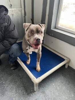 Pit Bull Terrier Dogs Available for Adoption in Polson, Montana - Bali | PetCurious