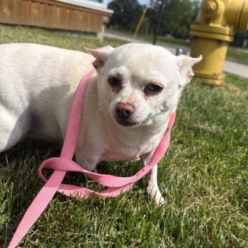 Baby -  Chihuahua Dog for Adoption in West Des Moines, Iowa - Baby | PetCurious