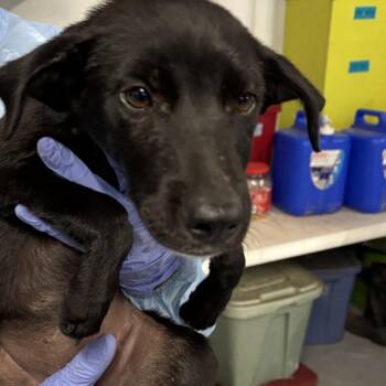 Talulah -  Mixed Breed Dog for Adoption in Glenwood Springs, Colorado - Talulah | PetCurious