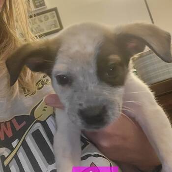 Rescue Chihuahua and Mixed Breed Dogs for Adoption in Olathe, Kansas - Lita | PetCurious
