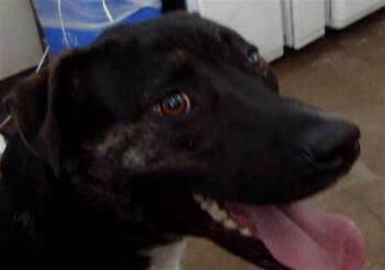 Mixed Breed Dogs Available for Adoption in Dallas, Texas - SMOOCH | PetCurious