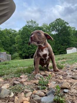 Pit Bull Terrier Dogs Available for Adoption in Little Rock, Arkansas - Basil | PetCurious