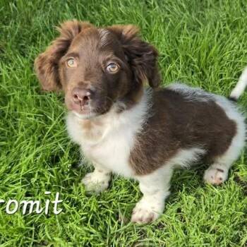 Gromit -  Poodle and Dachshund Dog for Adoption in Minneapolis, Minnesota - Gromit | PetCurious