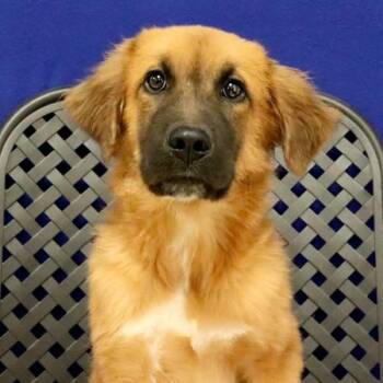 Dale -  Saint Bernard Dog for Adoption in Midland, Texas - Dale | PetCurious