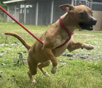 Terrier Dogs Available for Adoption in Wetumpka, Alabama - 260560  Gillian | PetCurious