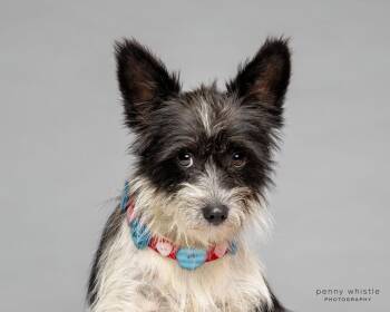 Cairn Terrier Dogs Available for Adoption in Coppell, Texas - Darwin | PetCurious