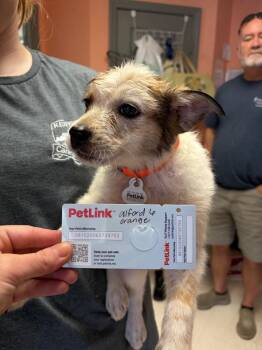 Alford 6 -  Great Pyrenees and Cattle Dog Dog for Adoption in Morgantown, Kentucky - Alford 6 | PetCurious