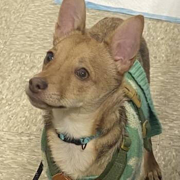Chihuahua and Mixed Breed Dogs Available for Adoption - Petey | PetCurious