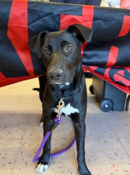 Rescue Shepherd Dogs for Adoption in Carson City, Nevada - Orchard | PetCurious