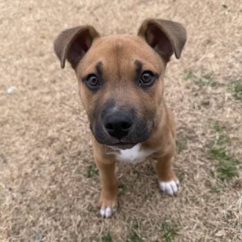 Shepherd Dogs Available for Adoption - Kuma | PetCurious