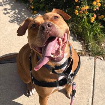 Terrier and Mixed Breed Dogs Available for Adoption in Corpus Christi, Texas - Theo | PetCurious