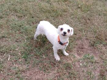 Rescue Bichon Frise Dogs for Adoption in East Greenville, Pennsylvania - Trina | PetCurious