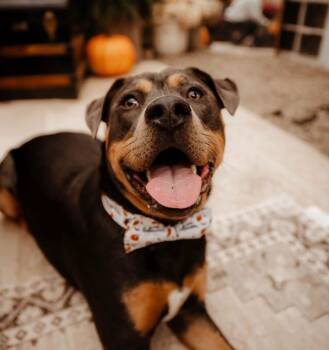 Rescue Pit Bull Terrier Dogs for Adoption in Detroit, Michigan - Sal | PetCurious