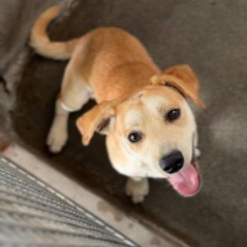 Wyatt A2291926 -  Mixed Breed Dog for Adoption in Los Angeles, California - Wyatt A2291926 | PetCurious