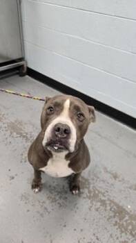 Mackie -  Pit Bull Terrier Dog for Adoption in Sacramento, California - Mackie | PetCurious