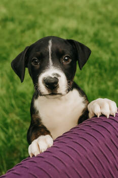 Rescue Hound and Terrier Dogs for Adoption in Carrollton, Virginia - Shadow | PetCurious