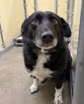 Rescue Border Collie and Corgi Dogs for Adoption in Sioux City, Iowa - Halle | PetCurious