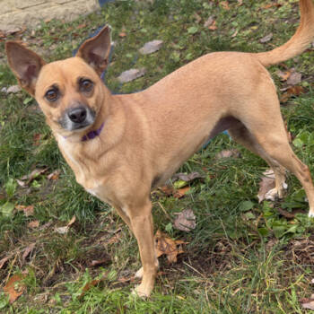 Rescue Chihuahua and Mixed Breed Dogs for Adoption in Voorhees Township, New Jersey - Susan | PetCurious