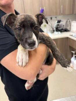 LIZZY -  Hound and Husky Dog for Adoption in Baytown, Texas - LIZZY | PetCurious