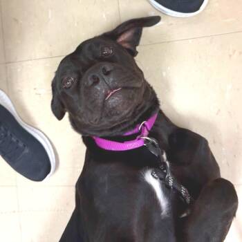 Inessa -  Mixed Breed Dog for Adoption in Pittsburgh, Pennsylvania - Inessa | PetCurious