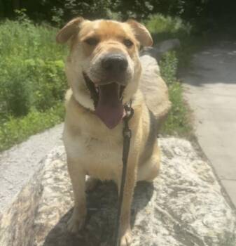 Bentley -  Shar Pei Dog for Adoption in Des Moines, Iowa - Bentley | PetCurious