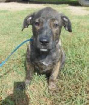 Aria -  Mixed Breed Dog for Adoption in West Chester, Pennsylvania - Aria | PetCurious
