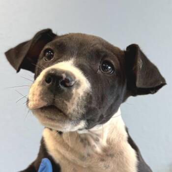 Mixed Breed Dogs Available for Adoption in Las Cruces, New Mexico - Ladybug | PetCurious