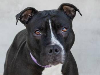 Bram -  Mixed Breed Dog for Adoption in Longmont, Colorado - Bram | PetCurious