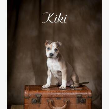 Kiki -  American Staffordshire Terrier and Mixed Breed Dog for Adoption in Kannapolis, North Carolina - Kiki | PetCurious