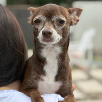 Zelie -  Chihuahua Dog for Adoption in Abbotsford, British Columbia - Zelie | PetCurious
