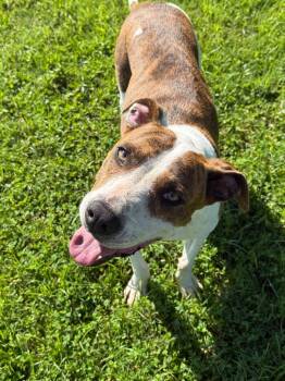 Jinx -  Pit Bull Terrier Dog for Adoption in Metter, Georgia - Jinx | PetCurious