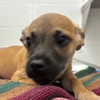 Dixon -  Rat Terrier and Mixed Breed Dog for Adoption in Corpus Christi, Texas - Dixon | PetCurious