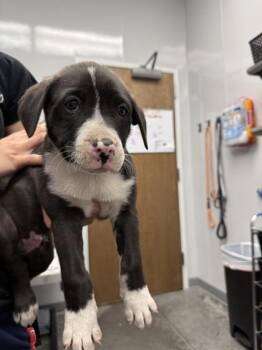 Mixed Breed Dogs Available for Adoption in North Charleston, South Carolina - 06688B Trenton | PetCurious